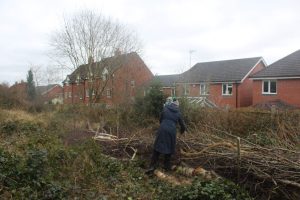 Walton Coppice - dead hedge being created by volunteers